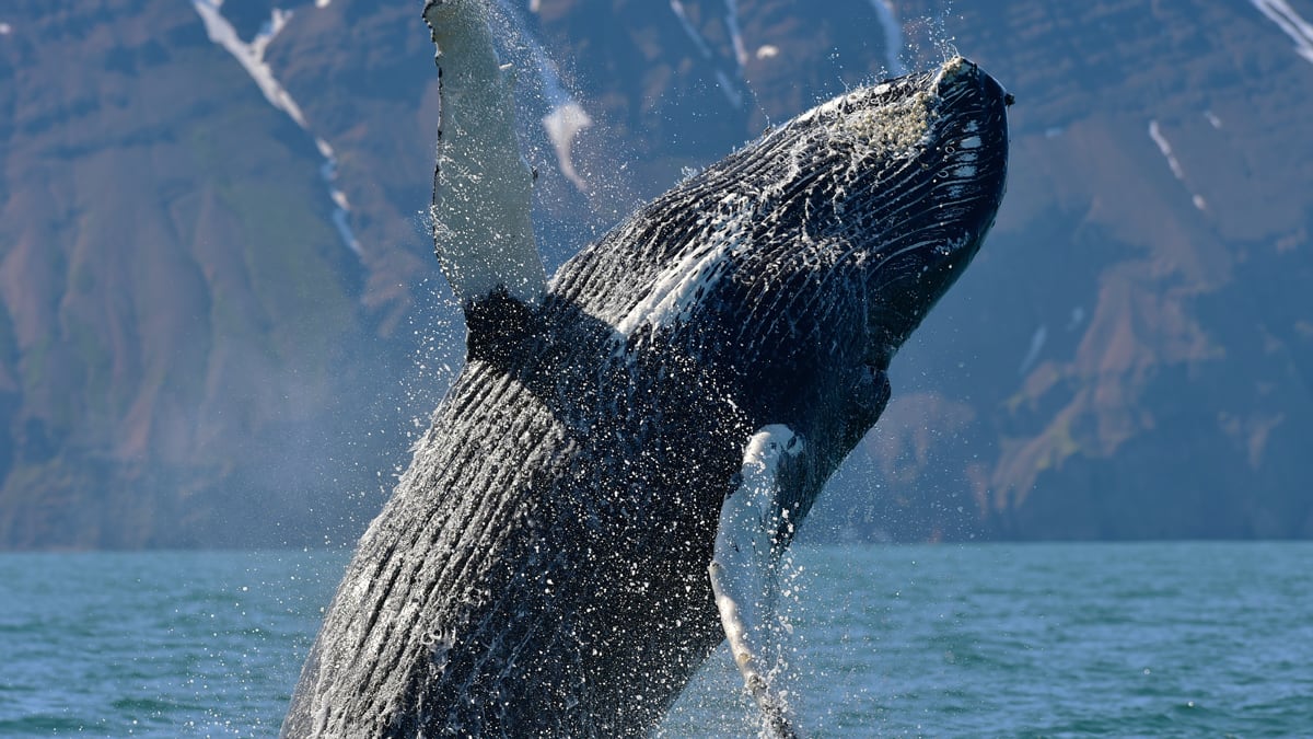 Closeup of a humpback whale